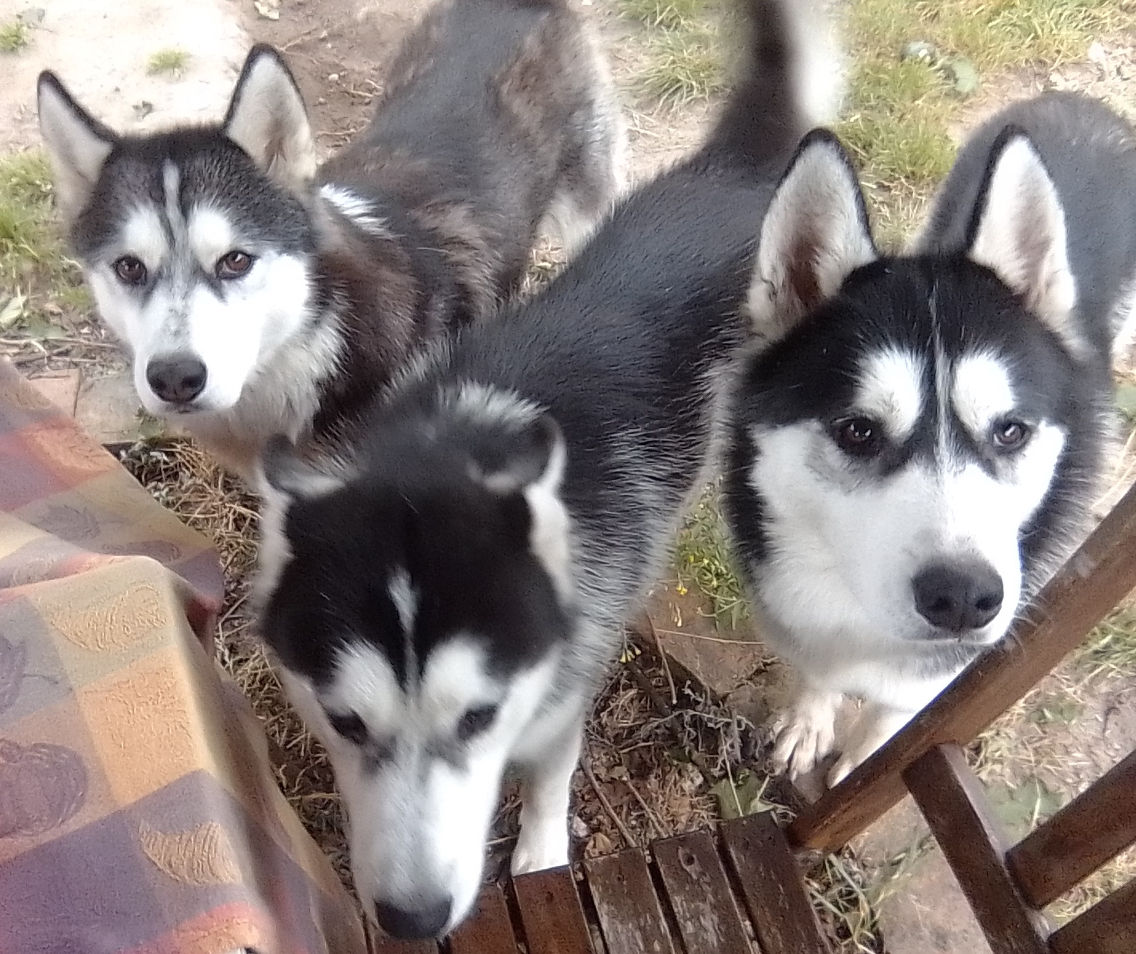 Husky 08 2024