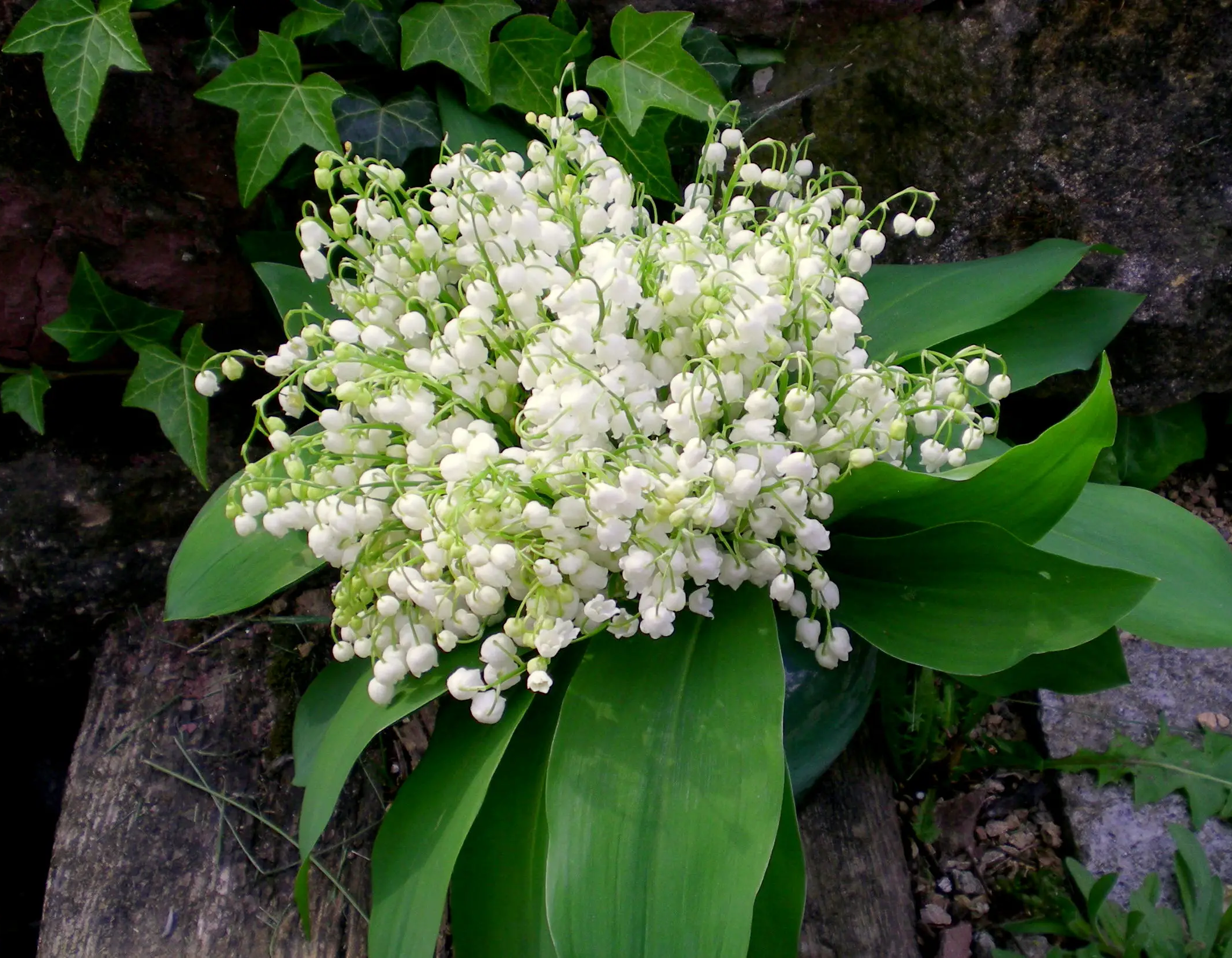 Bouquet muguet 2023