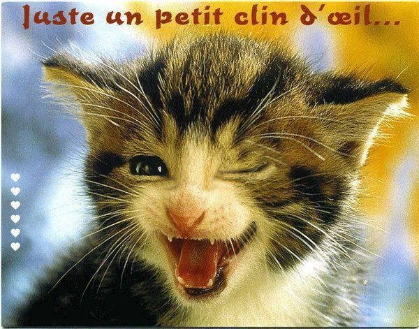 humour chat clin oeil imagesia com 2rim large